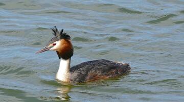 Haubentaucher (Podiceps cristatus)
