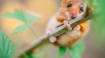 Haselmaus