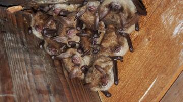 Bat and Breakfast