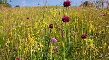 Bunte Steppe am Stadtrand ,Lebensraum,  Blumen/Lauchblüten/Weide