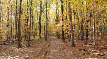 Naturpark Purkersdorf - Herbststimmung-c-Naturpark Purkersdorf.jpg © Naturpark Purkersdorf Naturpark Purkersdorf Herbststimmung