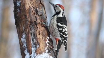 Morgendliche Vogelbeobachtung 3