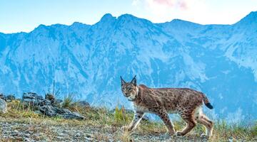 Dem Luchs auf der Spur - Forschungstour