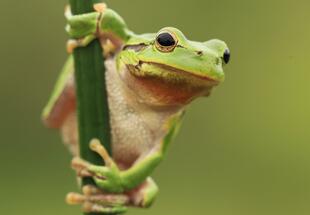 Laubfrosch auf einem Grashalm