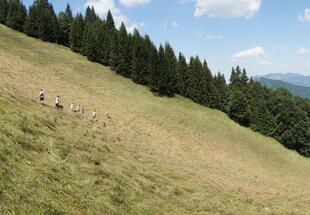 Freiwillige mähen eine Wiese
