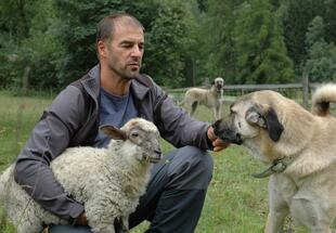 Wanderschäfer Thomas Schranz mit Hütehund und Schafen
