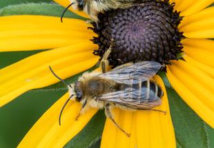 Hosenbienen auf Rudbeckia-Blüte