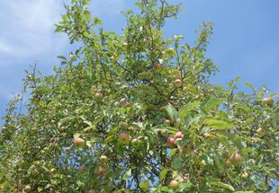 Apfelbaum - Krone mit Früchten