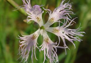 Feuchtwiesen-Prachtnelke, Blüte