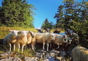 Schafbeweidung im Naturpark Hohe Wand