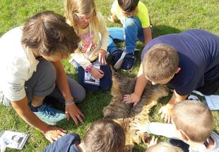 Aug in Aug mit der Wildkatze