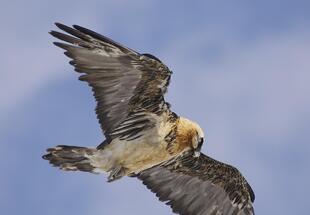 Herbst - Könige der Lüfte - Bartgeier und Adler